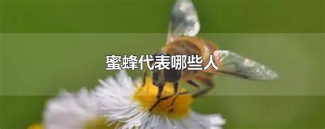 蜜蜂代表什么 並蒂蓮意思